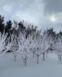 煙台養馬島風雪之後景色美爆了！