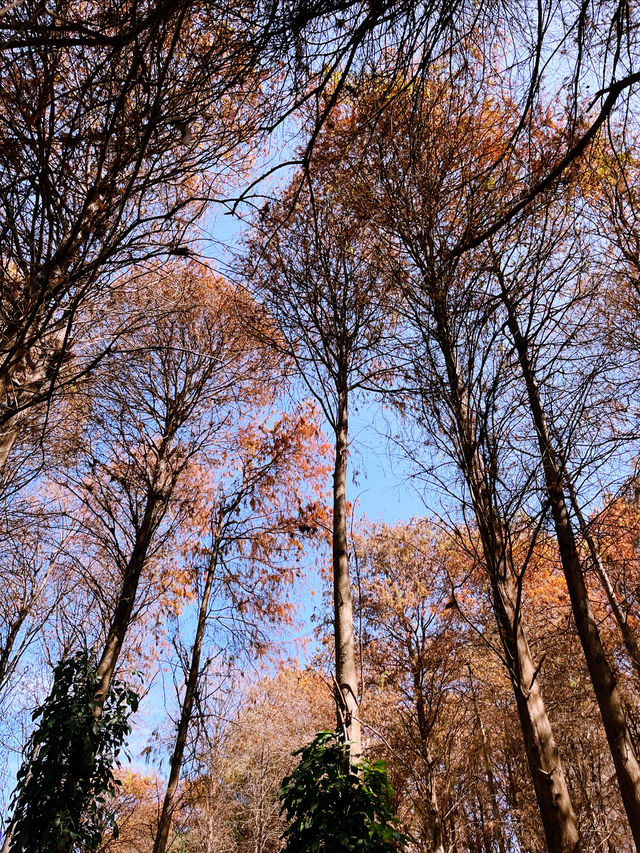 洪湖公園的 紅
