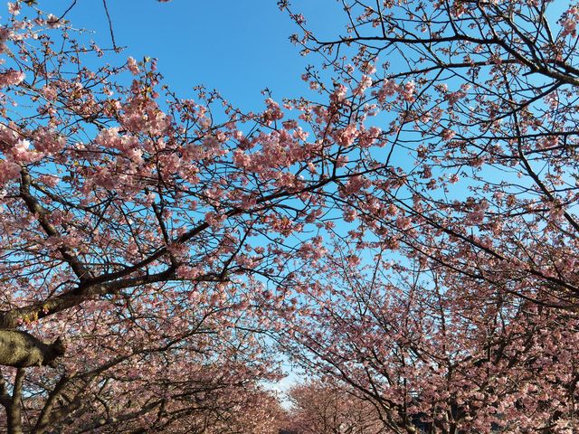 櫻花知識
