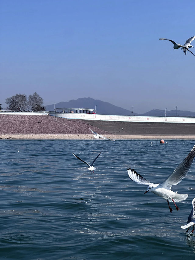 河南|冬日裡我在嵩縣賞“洱海”餵海鷗～