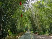 廣東唯一的竹海森林公園，翠竹綿延浩如煙海