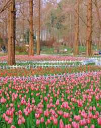 逛公園才是正經事‖3月16日植物園鬱金香