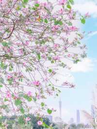 廣州3公里長的宮粉紫荊花帶開了