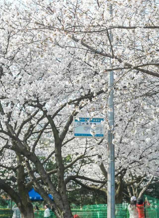 武大學生，真的怕了櫻花季
