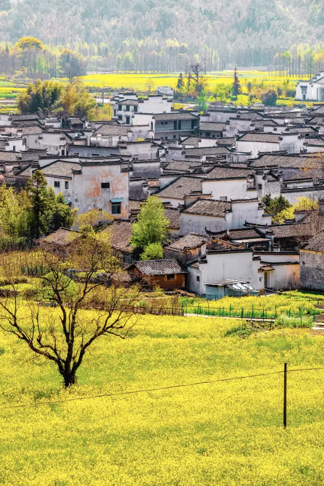 I regret not discovering it earlier, the sea of flowers in this little-known ancient village is so beautiful!