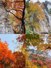 看萬山紅遍，層林盡染