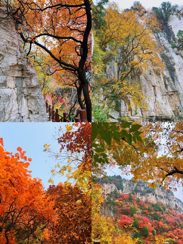 看萬山紅遍，層林盡染