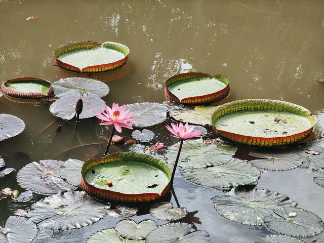 阿佤山探秘27：中科院植物園