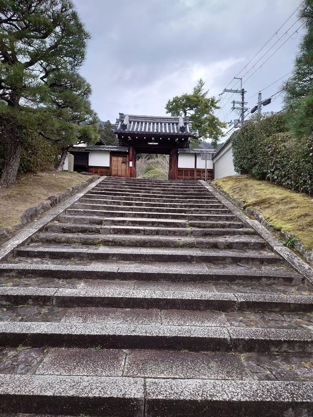 【京都·靈鑑寺·椿】