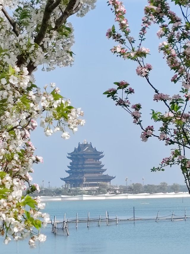 櫻花盛開，蘇州陽澄湖半導迎來最美人間四月天