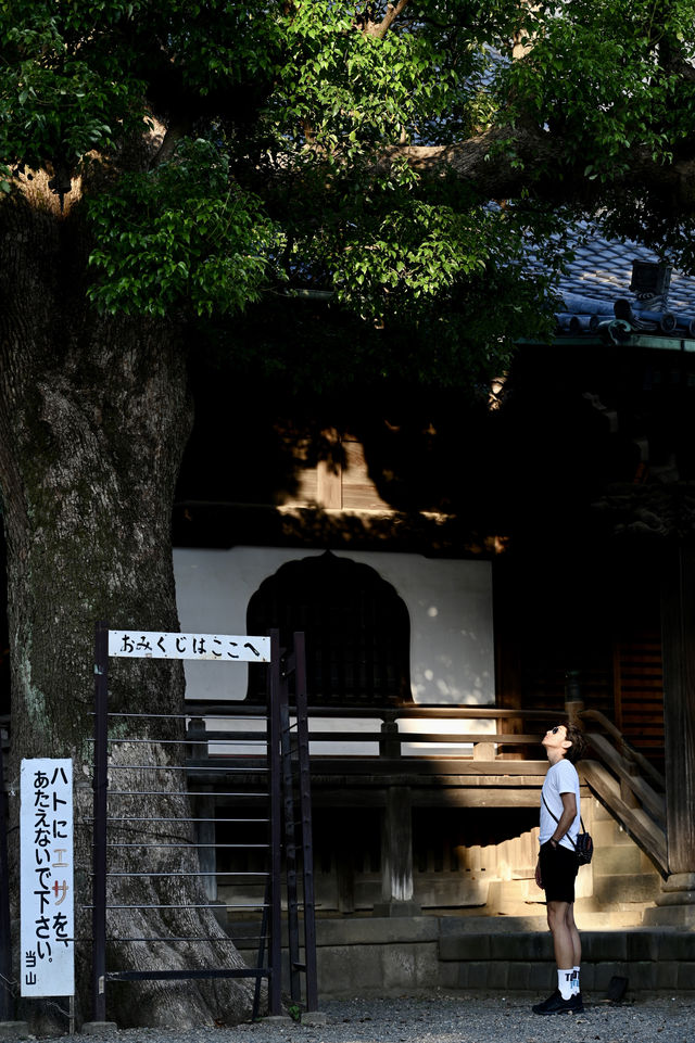 日本古風之旅  漫步葛饰柴又古風情街