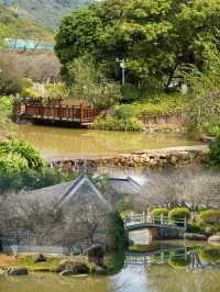 一起去黃埔賞梅，香雪公園梅花已盛開