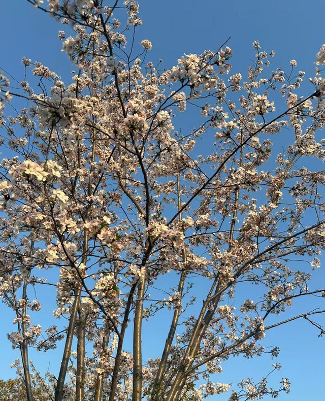 南京｜四月千萬別來燕子磯公園不然你會…