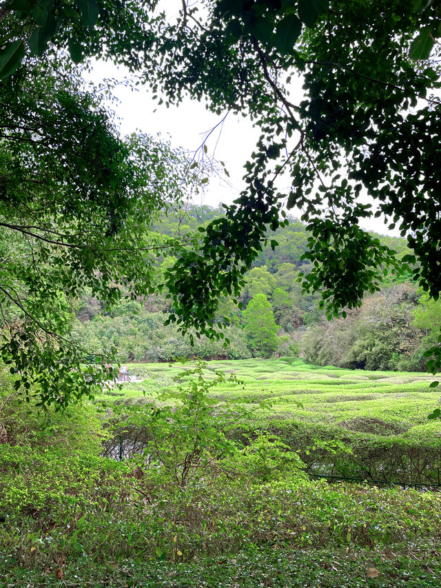 城市公園圖鑑｜去10000萬次都不夠深莞交界處的森林秘境