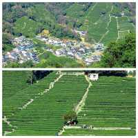 龍井村／滿眼的綠意茶色散步好去處