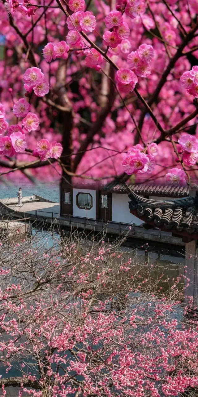 Hangzhou is about to enter the best season for flower viewing, here's the most comprehensive guide