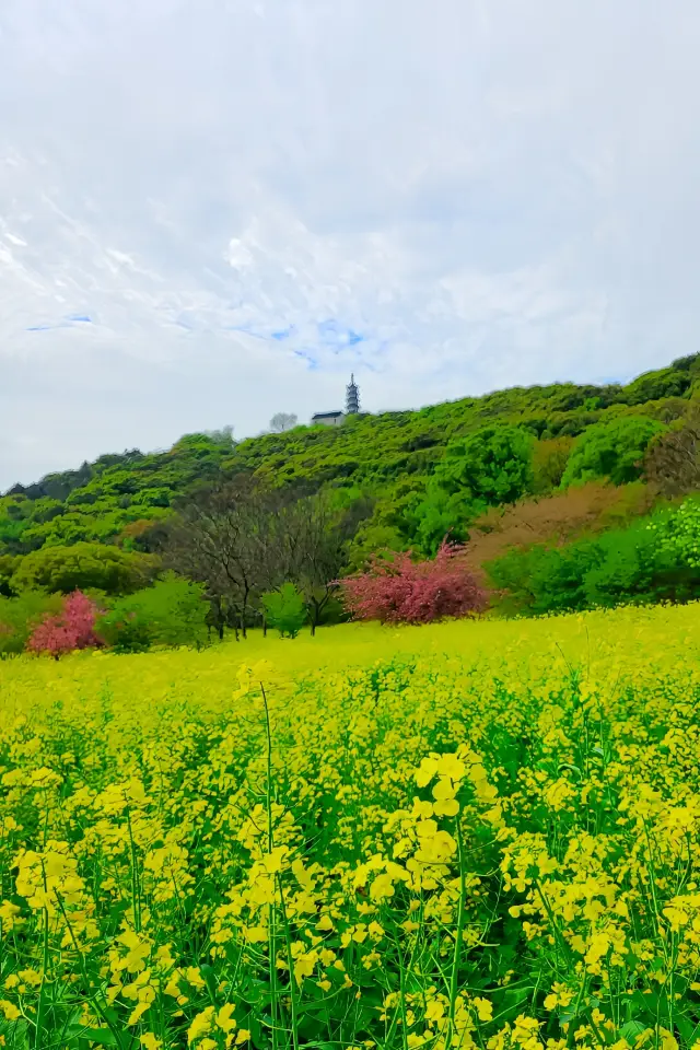 เทศกาลดอกไม้หลากสีที่ภูเขาสูงของซูโจว พร้อมกับแนวทางการท่องเที่ยว