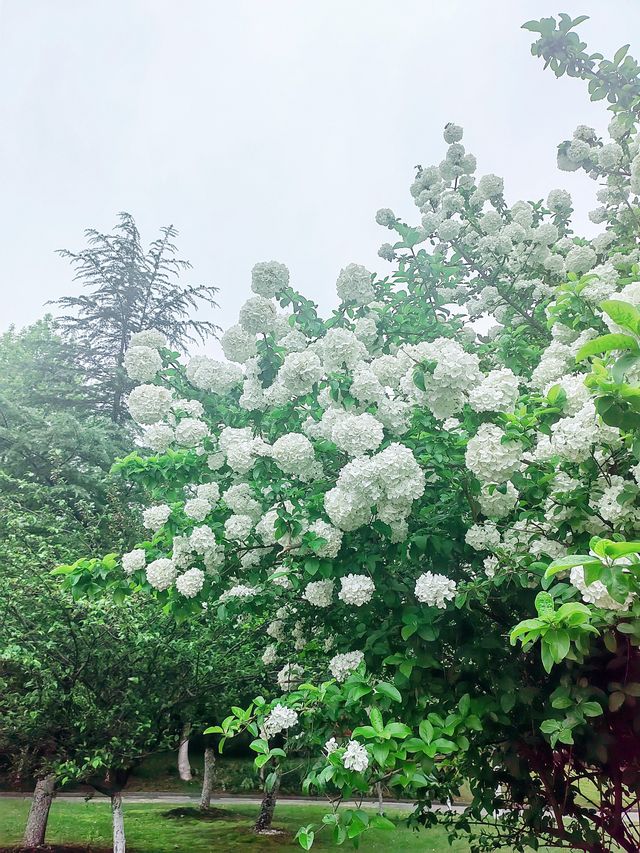 「雪球」盈枝，一頭栽進木繡球花的春天