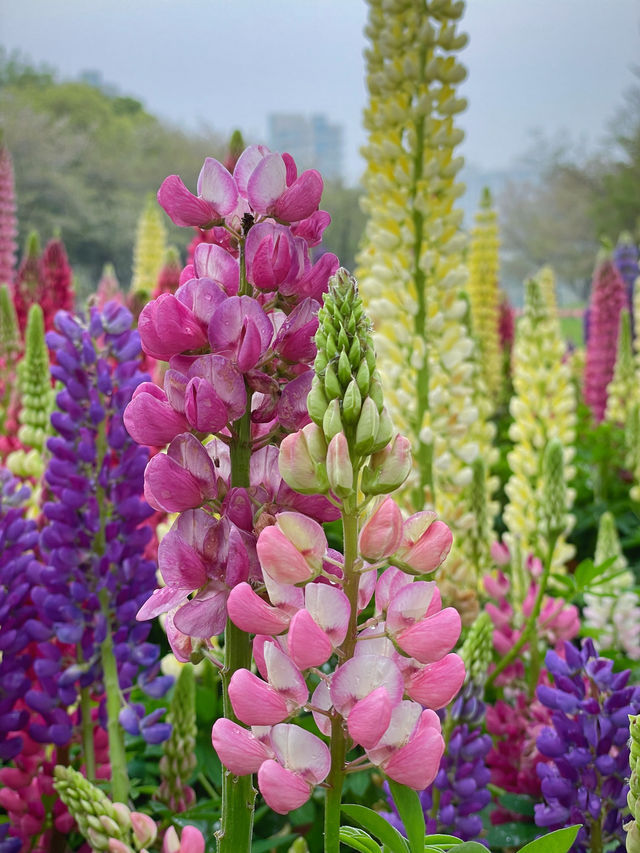 在柯橋｜遇見鬱金香花海