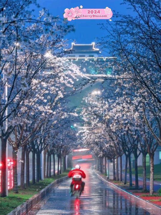 Jiming Temple and Cherry Blossom 🌸❤️