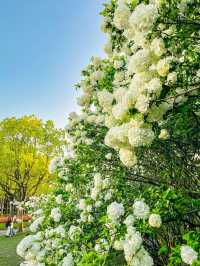 上海四月是開滿木繡球花的季節