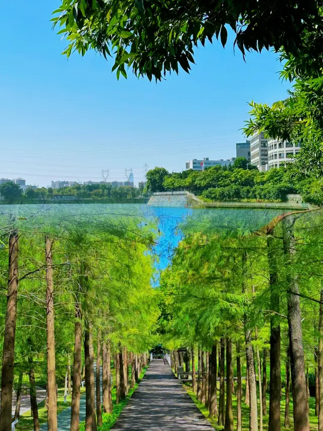Guangzhou Daguang Wetland Park: Experience the charm of nature in a wonderland of green