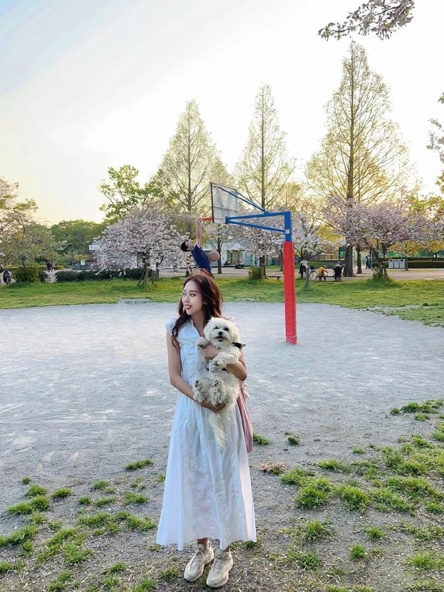 東京帶小狗避開人群的小眾賞櫻公園|||