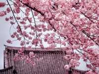 An Ancient Treasure Sakura