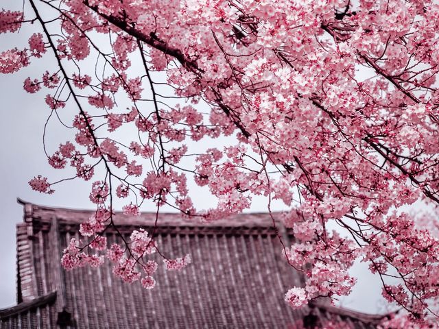An Ancient Treasure Sakura