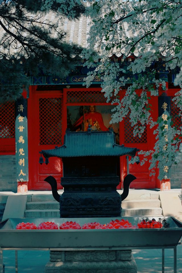 戒台寺打卡記：古樹丁香與古樸戒壇的春日邂逅