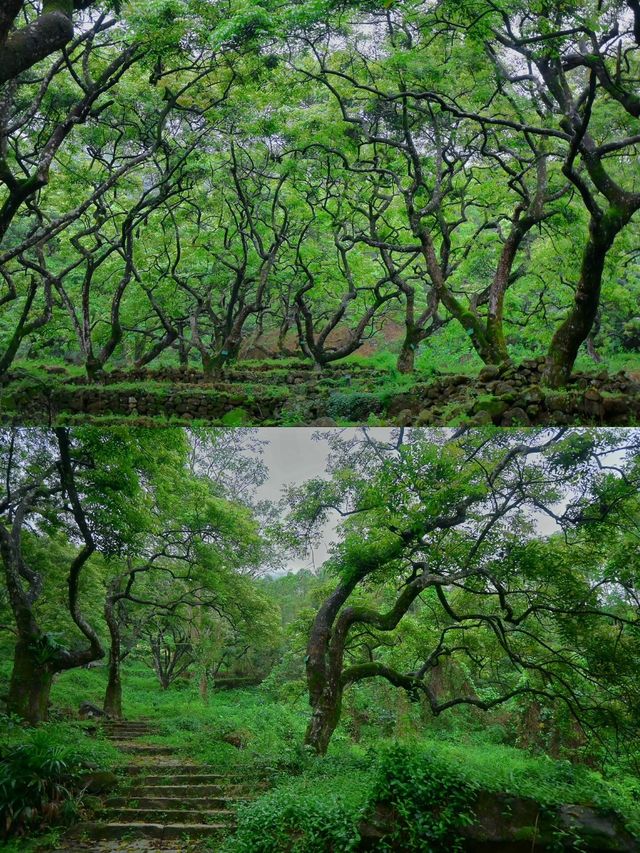 發現廣州版塞爾達森林這地方藏得夠深啊