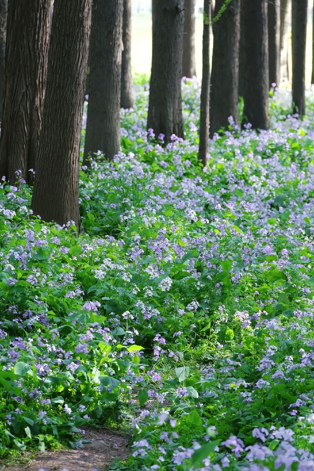 江心洲紫色森林秘境｜二月蘭盛開的花海