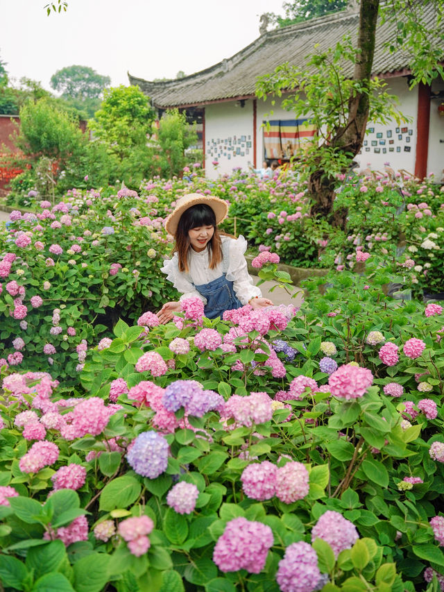 成都周邊開滿無盡夏的古寺，太美了！
