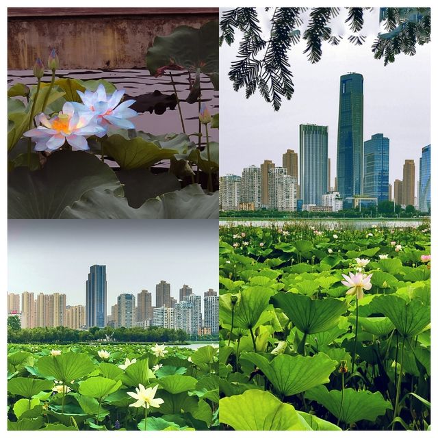 位於市中心城區（二環線內）的“世外桃源”——沙湖公園，賞荷賞景的天花板