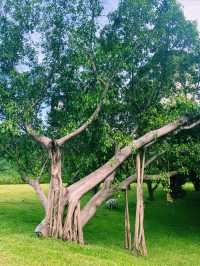 一面是湖，一面是塔，西麗湖環湖綠道美絕了！