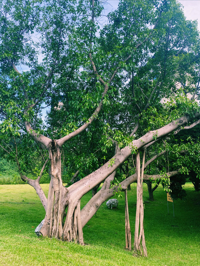 一面是湖，一面是塔，西麗湖環湖綠道美絕了！