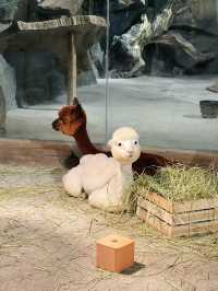 五角場全新開幕 | 隱藏在城市喧嘩中的自然之趣。