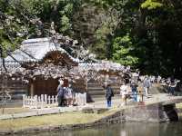 東京景點｜小石川後樂園：東京古園風華