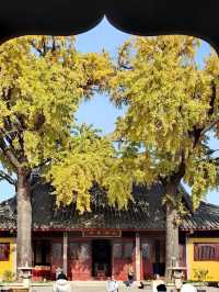 蘇州定慧寺千年銀杏和蘇東坡遺跡！。