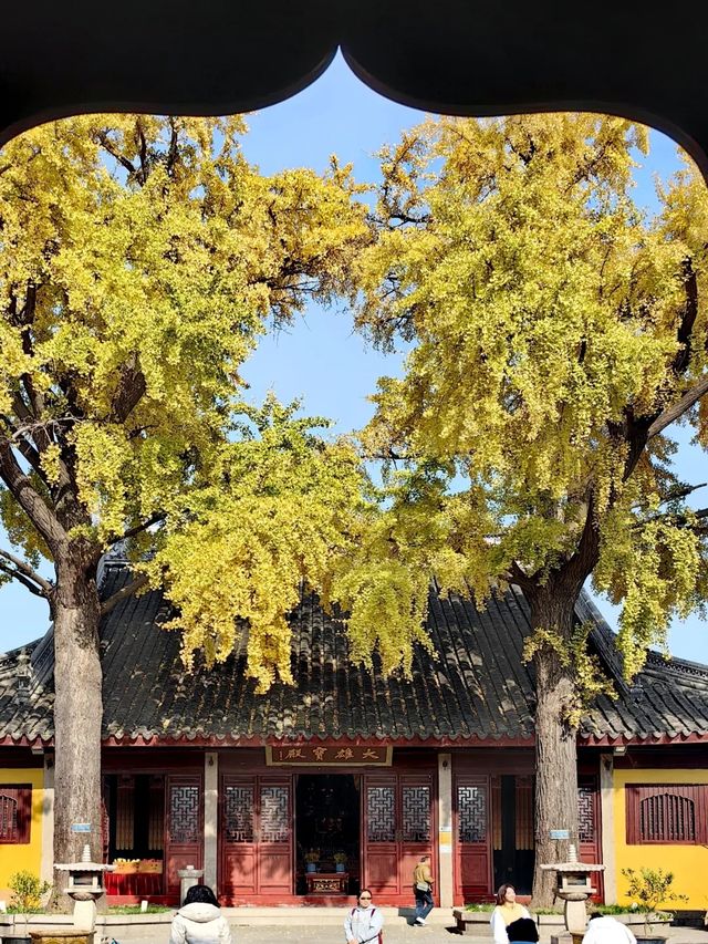 蘇州定慧寺千年銀杏和蘇東坡遺跡！。