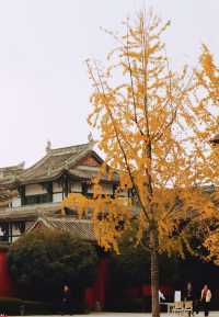 成都太古里字庫塔賞銀杏。