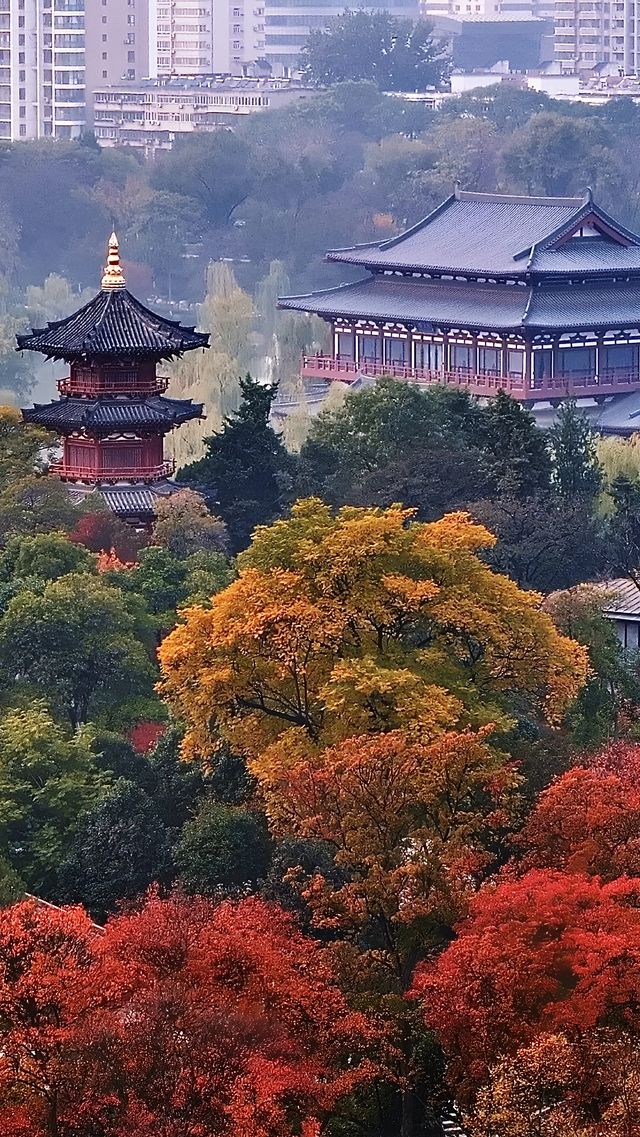 根本不敢想，錯過興慶公園的秋天我有多遺憾。