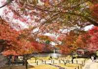 Nagoya's Higashiyama Zoo Offers Stunning Autumn Foliage