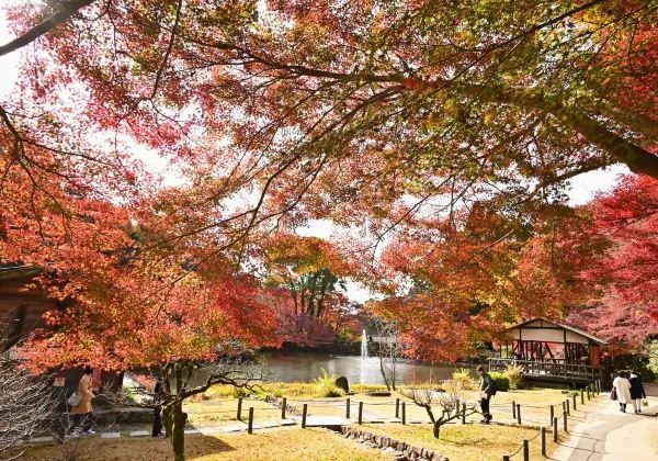 Nagoya's Higashiyama Zoo Offers Stunning Autumn Foliage