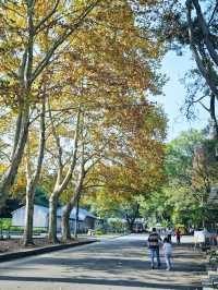 南京老山森林公園 | 親子秋遊寶藏地 。