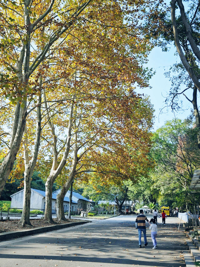 南京老山森林公園 | 親子秋遊寶藏地 。