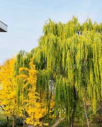 青島植物園！秋日限定美景~趕緊來撿秋啦！