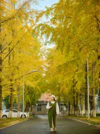 成都！四川大學望江校區的銀杏濃度已達10000%！