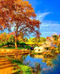 深秋的武漢解放公園——紅得發紫