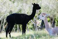 奧克蘭薰衣草農場之旅,夢幻打卡地!